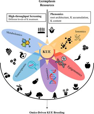 Omics-driven crop potassium use efficiency breeding